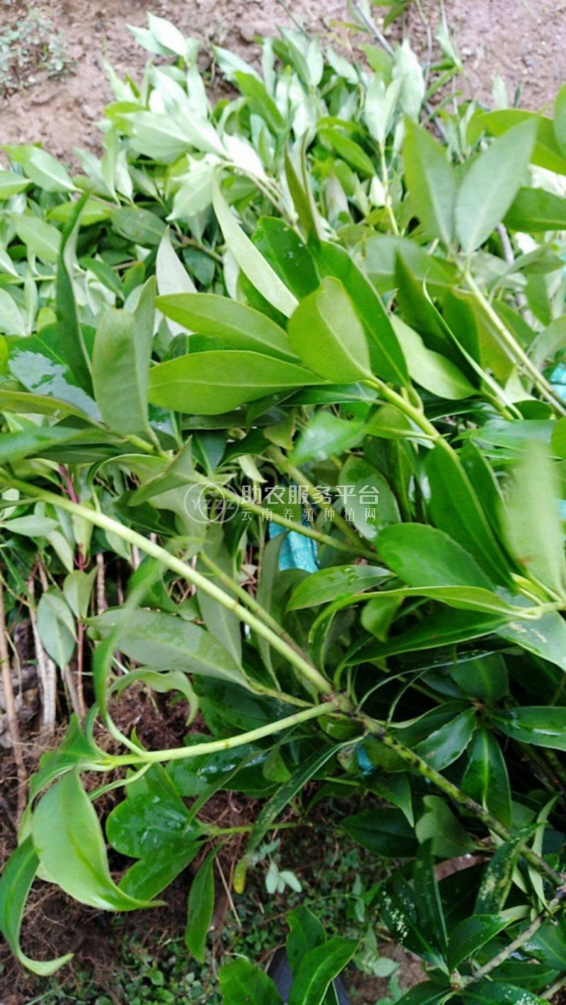 大理八角树种植基地供应3万株图4