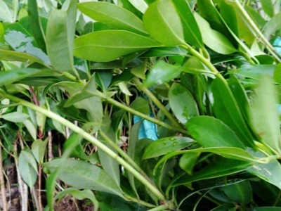 大理八角树种植基地供应3万株图4