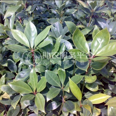 大理八角树种植基地供应3万株图5