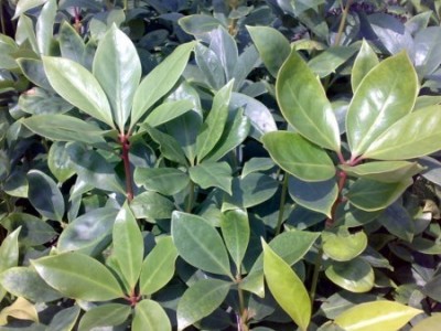 大理八角树种植基地供应3万株图5