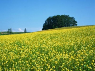 楚雄油菜种植基地供应量7吨图2