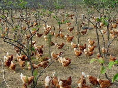 丽江鹤山市丽江鸡养植基地 供应量3000只图2