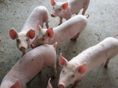 丽江永胜胜源畜牧良小猪养殖基地 供应量3000头图3