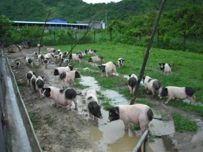 丽江永胜胜源畜牧良小猪养殖基地 供应量3000头图2