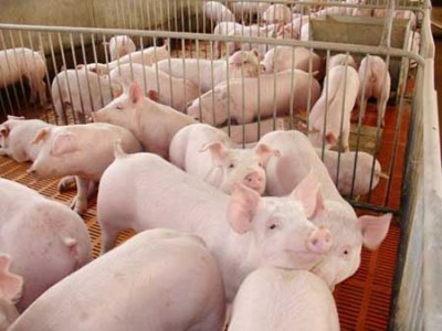 丽江永胜胜源畜牧良小猪养殖基地 供应量3000头