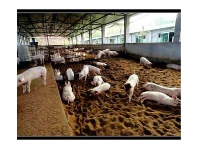 丽江永胜胜源畜牧良小猪养殖基地 供应量3000头图4