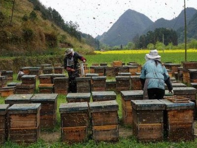 红河蜜蜂养殖基地供应量800万只