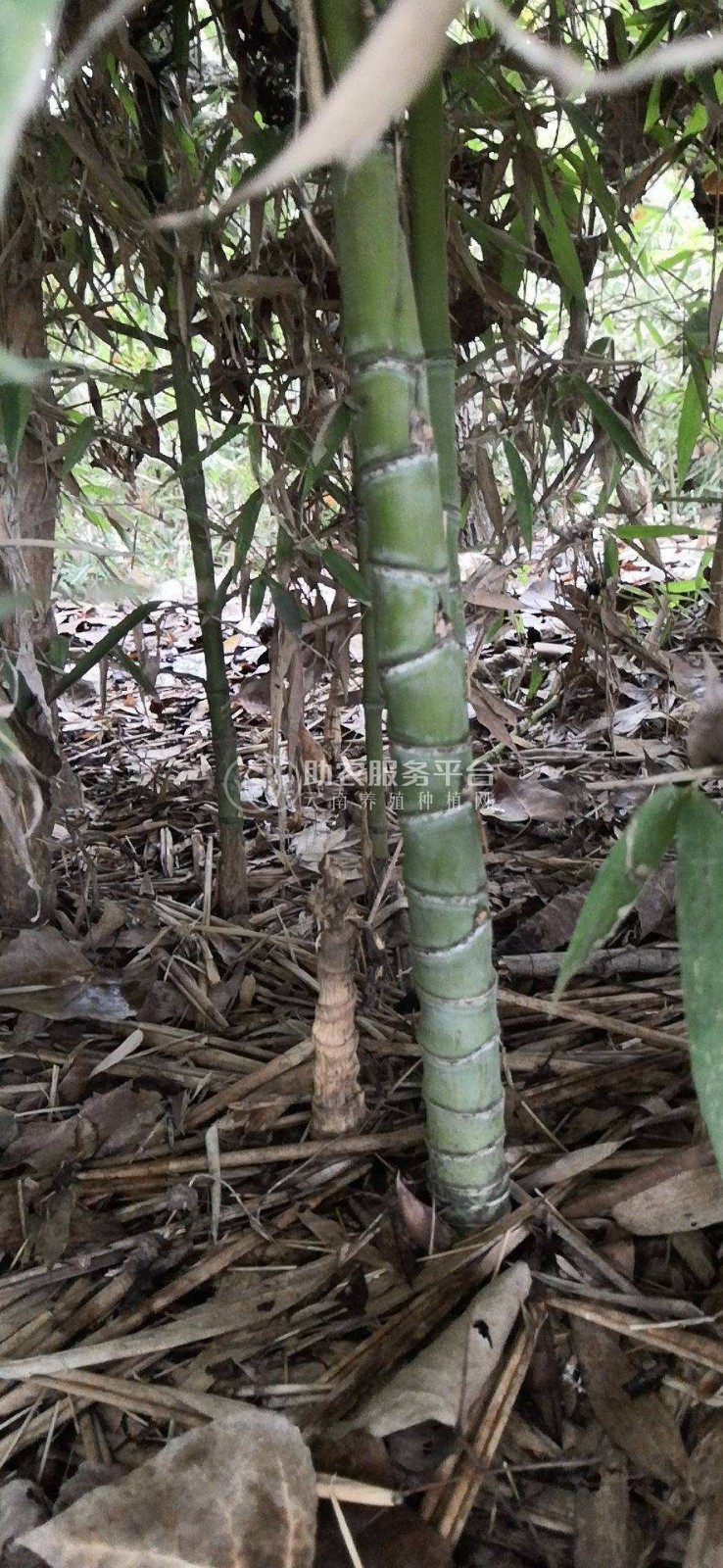 大理罗汉竹种植基地供应5万株图1
