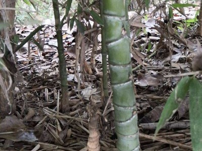 大理罗汉竹种植基地供应5万株