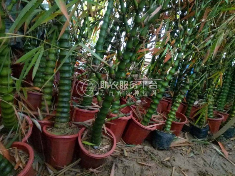 大理罗汉竹种植基地供应5万株图2