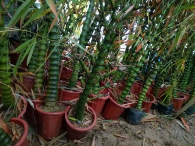 大理罗汉竹种植基地供应5万株图2