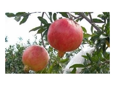 楚雄石榴种植基地供应量5吨