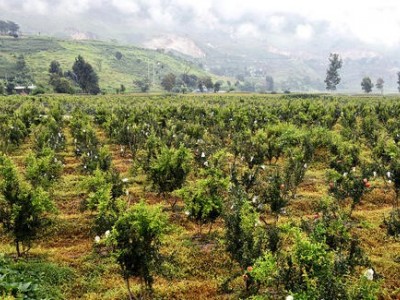 楚雄石榴种植基地供应量5吨图2