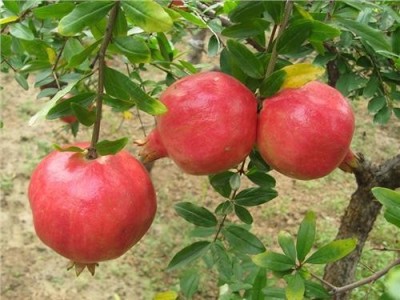 楚雄石榴种植基地供应量5吨图3