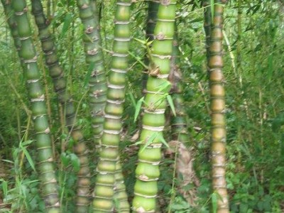大理罗汉竹种植基地供应5万株图3