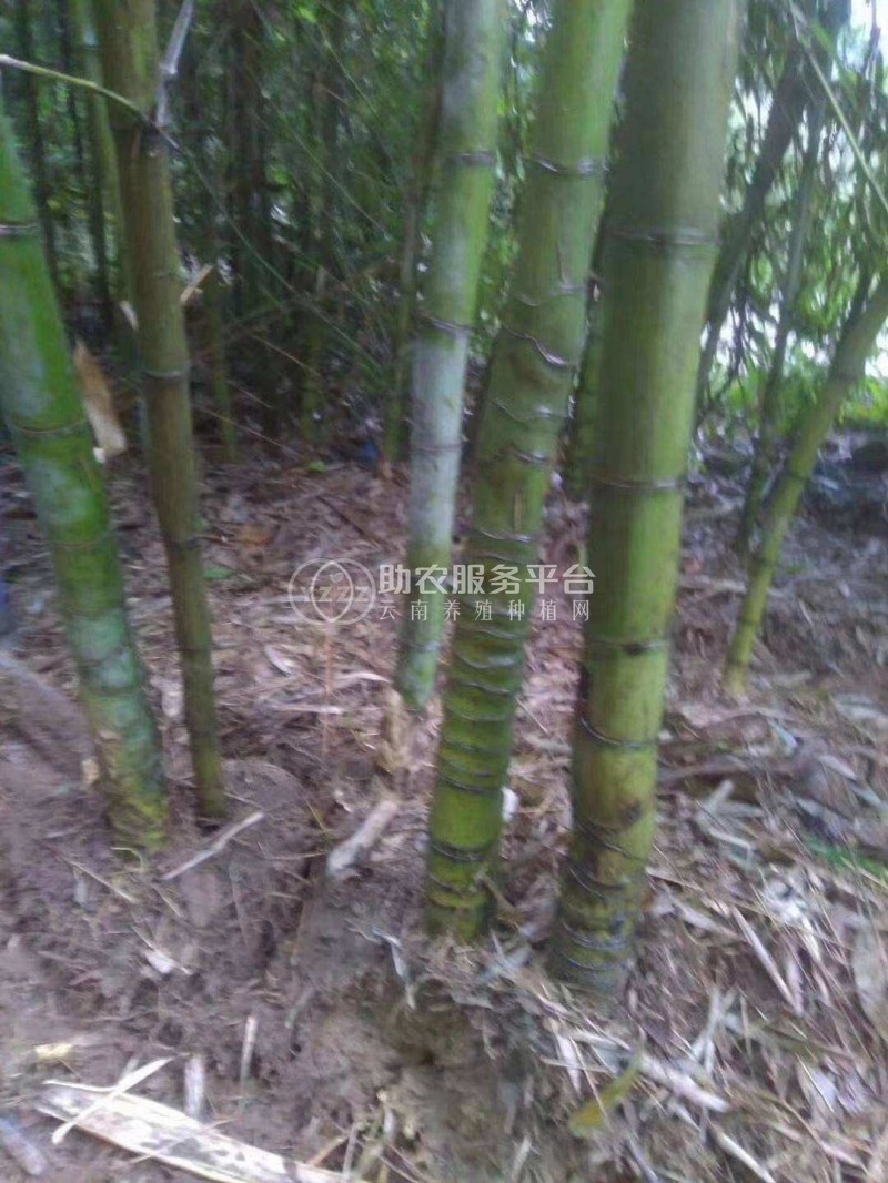 大理罗汉竹种植基地供应5万株图4