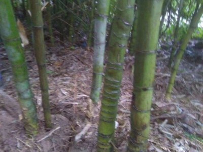 大理罗汉竹种植基地供应5万株图4
