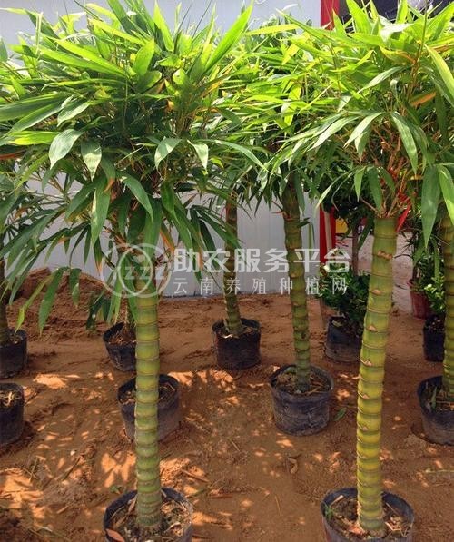 大理罗汉竹种植基地供应5万株图5