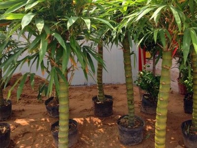 大理罗汉竹种植基地供应5万株图5