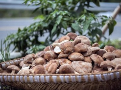 楚雄食用菌种植基地供应量5吨图2
