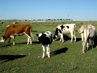 丽江定华种黄牛养殖基地 供应量3000头图2