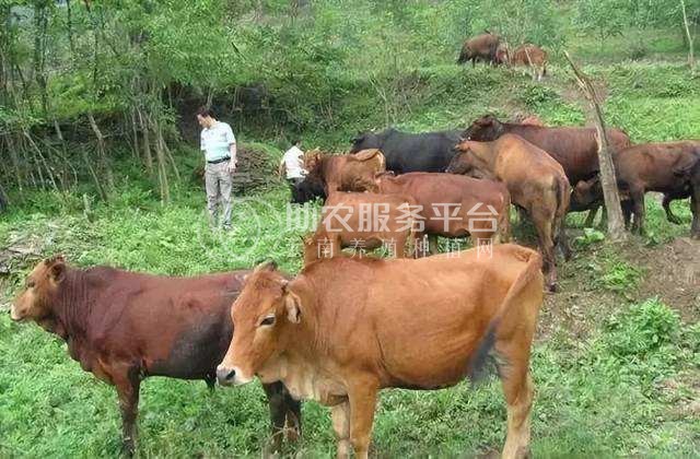 丽江定华种黄牛养殖基地 供应量3000头图3