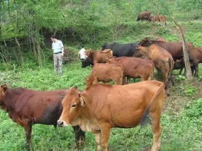 丽江定华种黄牛养殖基地 供应量3000头图3