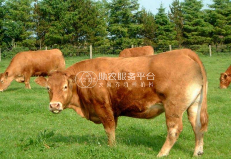 丽江定华种黄牛养殖基地 供应量3000头图4