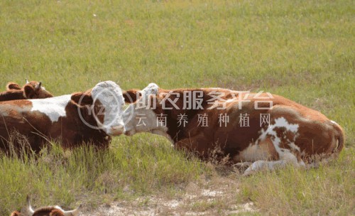 丽江定华种黄牛养殖基地 供应量3000头图1
