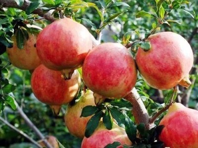 楚雄石榴种植基地供应量3吨图3