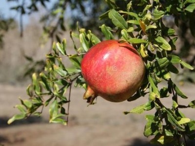 楚雄石榴种植基地供应量3吨图2