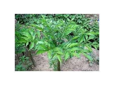 楚雄魔芋种植基地供应量5吨图2