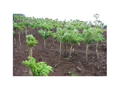 楚雄魔芋种植基地供应量5吨