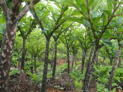 楚雄魔芋种植基地供应量5吨图4