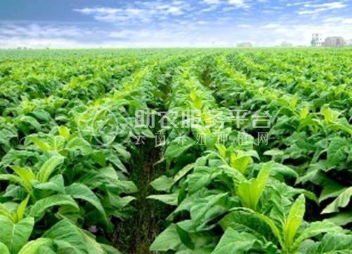 楚雄烤烟种植基地供应量4吨图1