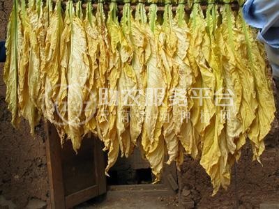 楚雄烤烟种植基地供应量4吨图3