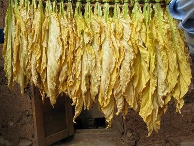 楚雄烤烟种植基地供应量4吨图3