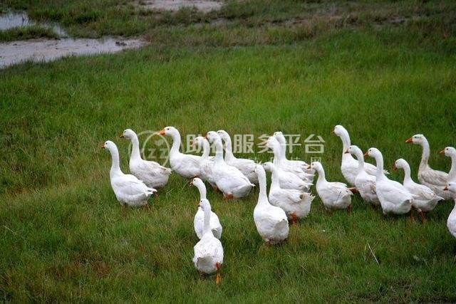 丽江丰物 鸭子养殖中心 供应量3000只图3
