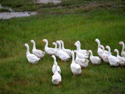 丽江丰物 鸭子养殖中心 供应量3000只图3