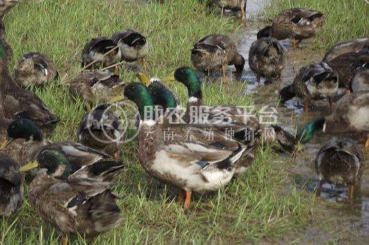 丽江丰物 鸭子养殖中心 供应量3000只图2