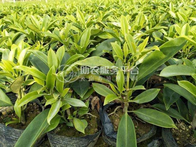 大理非洲茉莉种植基地供应10万株图1
