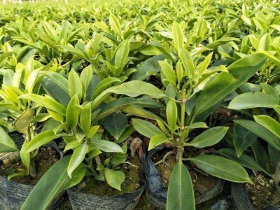 大理非洲茉莉种植基地供应10万株