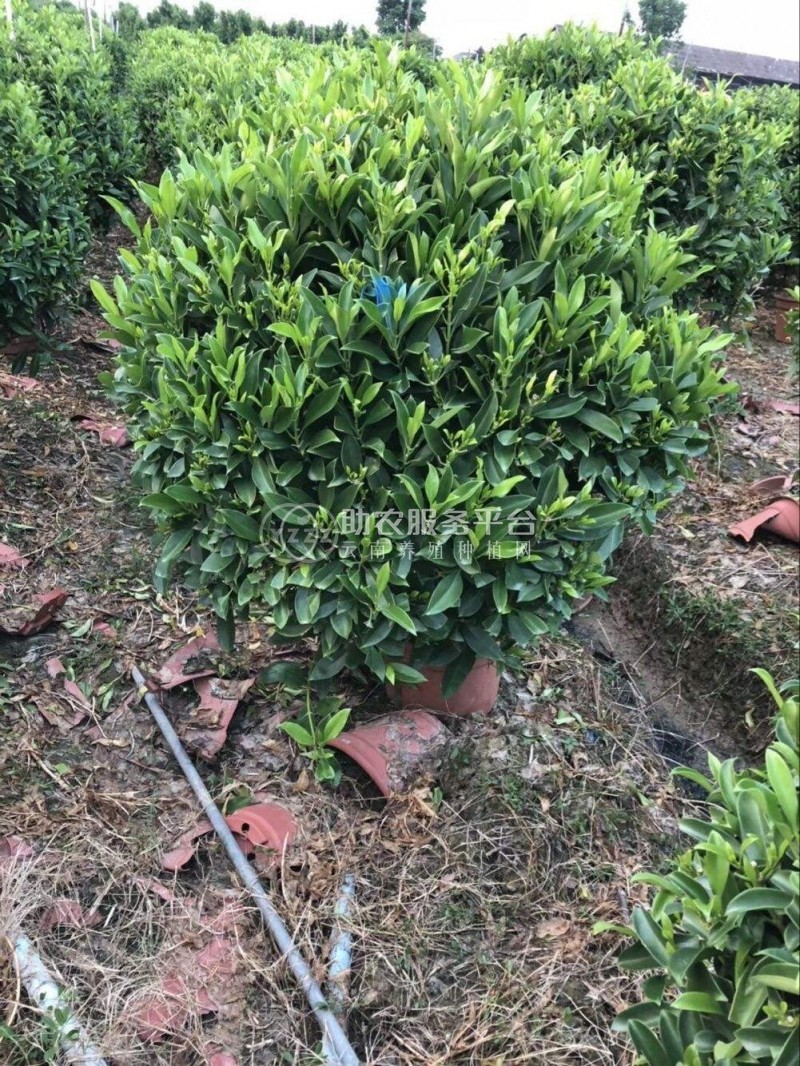 大理非洲茉莉种植基地供应10万株图2