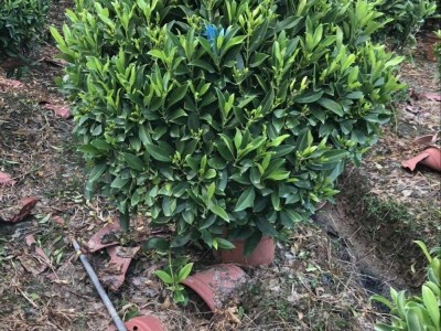 大理非洲茉莉种植基地供应10万株图2