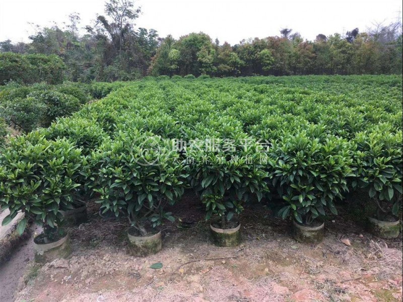 大理非洲茉莉种植基地供应10万株图3