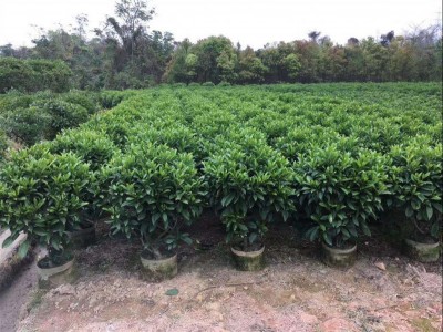 大理非洲茉莉种植基地供应10万株图3