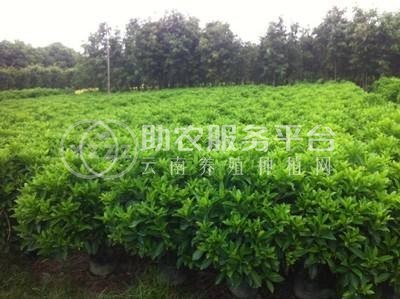 大理非洲茉莉种植基地供应10万株图4