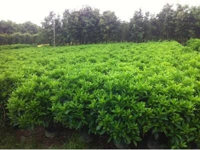 大理非洲茉莉种植基地供应10万株图4