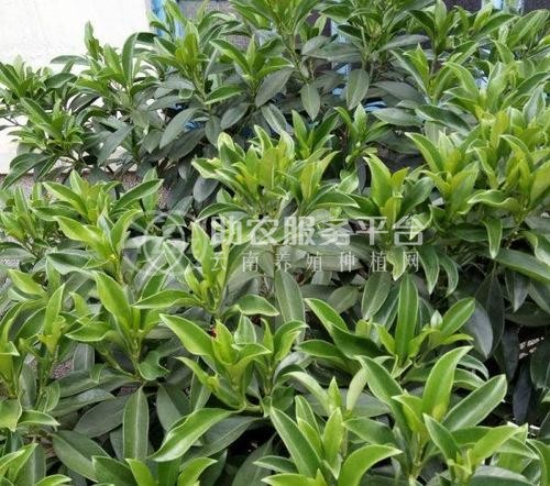 大理非洲茉莉种植基地供应10万株图5