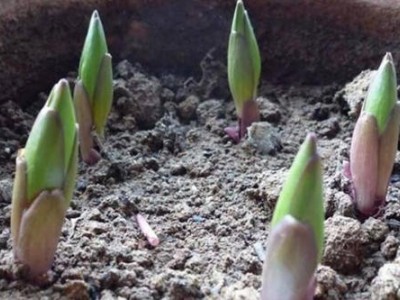 楚雄百合种植基地供应量8万株